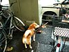 02_Tokyo_Ueno_00001.JPG