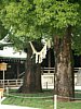 06_Tokyo-tour_Meiji-shrine_00016.JPG