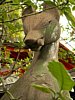 20_Kyoto_Maruyama-parc_00000.JPG