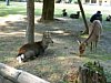 23_Nara_Parc-aux-daims_00008.JPG