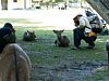 23_Nara_Parc-aux-daims_00009.JPG