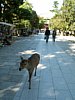 23_Nara_Parc-aux-daims_00016.JPG