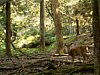 25_Nara_Kasuga-taisha_00004.JPG